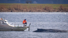 Newsblog: Gestrandeter Buckelwal: Proben sollen Aufschluss über Wasserzustand geben