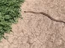 Teen girl left fighting for her life after being bitten by a venomous rattlesnake while on a bike ride