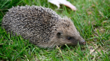 Igel-Schutz: Städtetag fordert bundesweites Nachtfahrverbot für Mähroboter