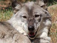 Chaos at Hersheypark zoo when toddler is injured by wolf while parents were 'distracted by their phones'