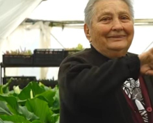 KOMŠIJE NE VERUJU ŠTA PENZIONERKA LJILJA GAJI U PLASTENIKU Izljubi ih, priča im i tepa kao deci: Lepotani moji! Ozbiljan biznis za sve koji ne vole da rade leti