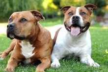 Nachspiel: Attacken freilaufender Hunde: Anwalt drängt auf Konsequenzen für Halter