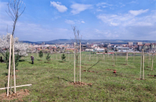 POSAĐENO NOVIH 430 SADNICA NA BAGDALI: Velika ekološka akcija u Kruševcu