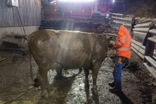 Am Karsamstag: Kuh steckte bis zum Hals in Güllegrube in Leoben fest