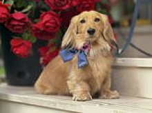 Our adorable dachshund is the family 'breadwinner' who earns £4,600 a month through Instagram