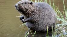 Entschädigung: Biber am Werk? Landwirte bekommen Schadenausgleich vom Land