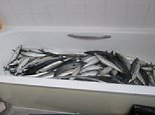 Businessman who supplied ready meals to supermarkets stored fish in a BATH next to toilet