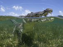 Fitness trainer, 72, reveals how he escaped enormous crocodile's death roll after predator pounced on him during open water swimming session in Mexico