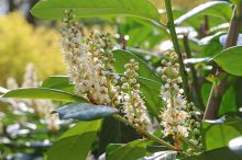 Gute Frage: Warum sollte man keinen Kirschlorbeer im Garten pflanzen?