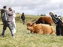Selfie-loving tourists defy warnings to stay away from viral Highland cows as they pose for photos at Hampshire beauty spot
