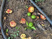 A family-run vineyard hosted a pick-your-own fruit weekend... now its cancelled all future events because of the abhorrent behaviour of guests