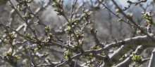 Voćari u strahu: Aprilski mraz može uništiti rod - stiže i sneg za Uskrs: Ove sorte su na udaru