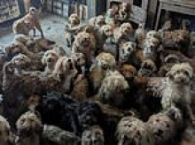 More than 250 poodles are found inside ONE home - after owners say they got 'overwhelmed by breeding'