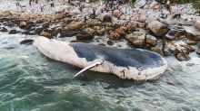 Meeresriesen : Die dramatischsten Walstrandungen in aller Welt