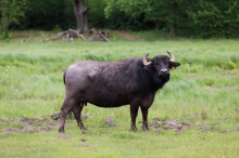 Mit Wasserbüffeln überfordert: Landwirt wegen Tierquälerei vor Gericht