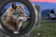 Kritik von Tierschützern: Heuer bereits sieben Wölfe in Kärnten erlegt