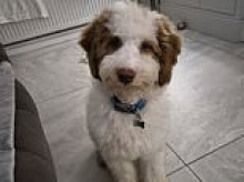 A fairy-tale ending: The incredible recovery of 250 poodles left to die in their own filth (but Stevie and Sandy still need new homes)