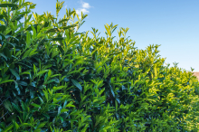 KPÖ-Antrag: Nun wird über ein Kirschlorbeer-Verbot diskutiert