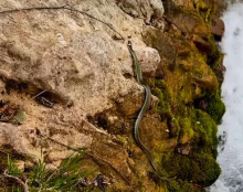 IZMILELE ZMIJE: Nesvakidašnji snimak sa reke Gradac, prvo se polako spuštala niz stene, pa se za tren oka našla u vodi (VIDEO)