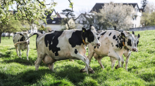 Weideaustrieb: Mehr als die Hälfte der Kühe darf auf die Weide