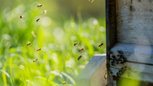 Tiere: Ungespülte Honiggläser gefährden Bienen