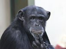 Abused baby chimp Trudy who was saved in 1998 with help from the Mail celebrates 30th birthday