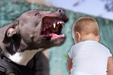 ČIN HEROJA KOJI ĆE SE PAMTITI! Pas napao dete kod Kragujevca, policajac bez razmišljanja reagovao u ključnom trenutku: Naoružan samo motorom spasao život!