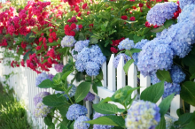 OVO CVEĆE CVETA KAO LUDO AKO OVO ZNATE! Najveća greška koju svi prave može da uništi biljku: Ponovo su popularne, a pravo je vreme za sadnju!