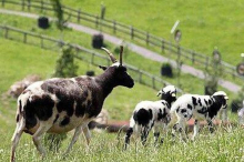 Kritik von Tierschützern: Leser unterstützen Familienbetrieb Zotter 