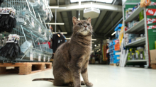Tiere: Katze Lotti wohnt in Plöner Baumarkt