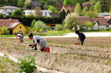 Kaltes Wetter bremste Ernteauftakt in der Ost- und Südoststeiermark