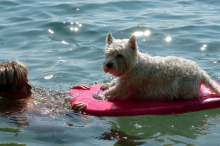 Alpe-Adria-Newsletter: Hunde und Mumien auf Sommerfrische