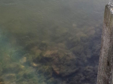 Alpe Adria Green opozarja na onesnaženje Save pod Hidroelektrarno Medvode