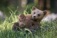 Bär taucht plötzlich im Garten auf: So reagiert Familie
