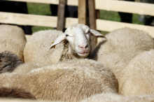 Odkupna cena za surovo volno ne pokrije niti stroška striženja ovc