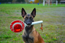 So arbeiten echte Polizeihunde: „Der Hund ist ein Superegoist“