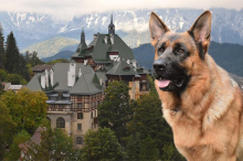 Kommissar Rex ist zurück: Eine Folge wurde im Südbahnhotel gedreht