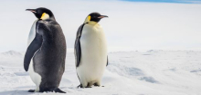 Verlust von Meereis: Der Kaiserpinguin gilt jetzt als stark gefährdet