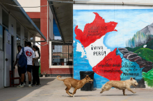 Predsedniške volitve v Peruju: vodi Keiko Fujimori, več kandidatov še v igri za drugi krog