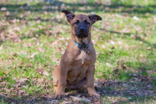 Gestatten, Tosca! So süß ist Kärntens Polizeihunde-Nachwuchs 