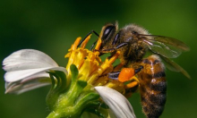 Nevjerojatno otkriće iz svijeta prirode: Pčele mogu preživjeti pod vodom i do tjedan dana