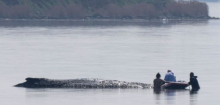 Poel: Rettungsaktion für Buckelwal hat begonnen