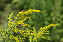 Prvi semafor invazivnosti okrasnih rastlin