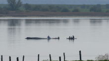 Wal in Not: Rettungsversuch vor Ostseeinsel wird Samstag fortgesetzt