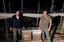 Bestäubungsservice: Warum in Klöch mitten in der Nacht Bienen landen