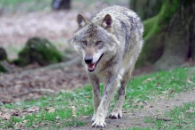 3500 Tiere beim Nachbarn: Wolfs-Zuzug wird zum Problem für Kärnten