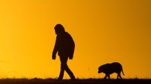 Im Wald: Hund beißt Fahrradfahrer - Polizei sucht nach Herrchen