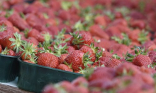 Proizvođači upozoravaju: Domaće jagode mogle bi postati luksuz