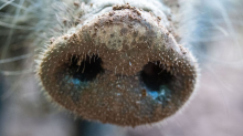 Trichinen-Nachweise: Erneut Wildschweine mit gefährlichen Fadenwürmern befallen