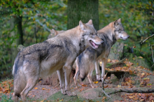 Ganzes Rudel getötet: Zehn Wölfe in italienischem Nationalpark vergiftet